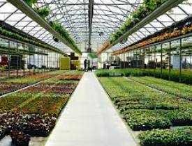 Certificate in Horticulture