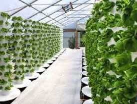Certificate in Hydroponics